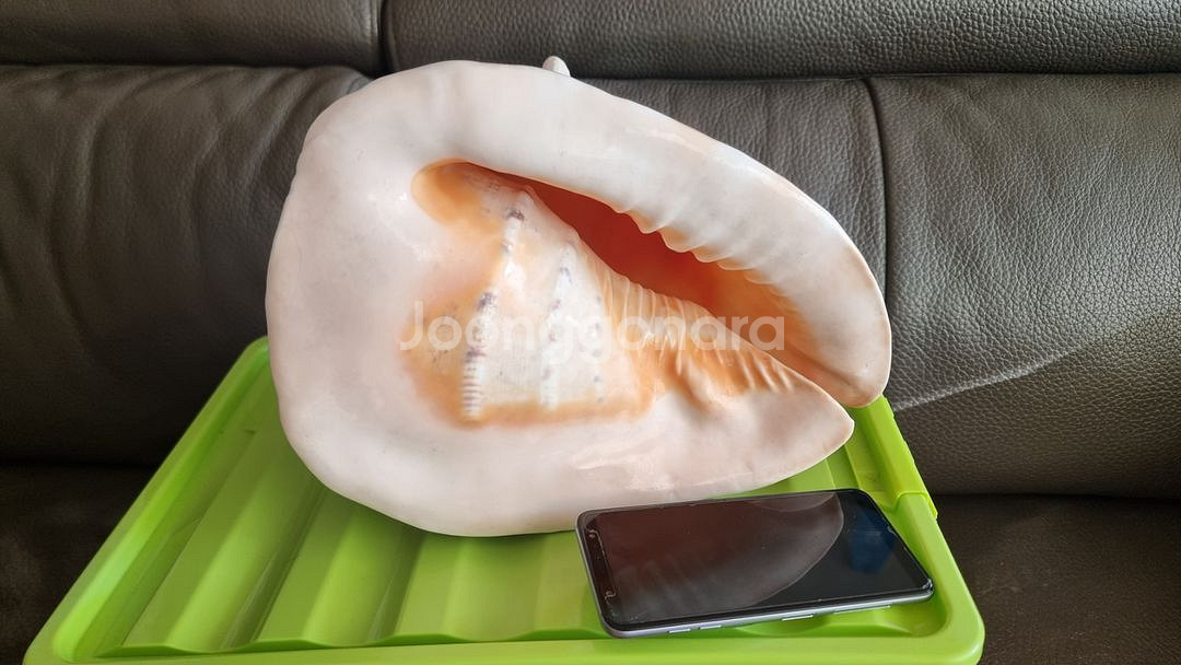 인천 장식용 대왕 소라 어항 수족관 조개 껍질--4