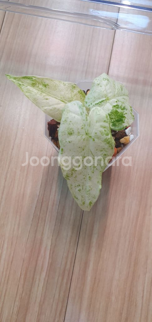 알로카시아 가게아나 마블 바리에가타--1