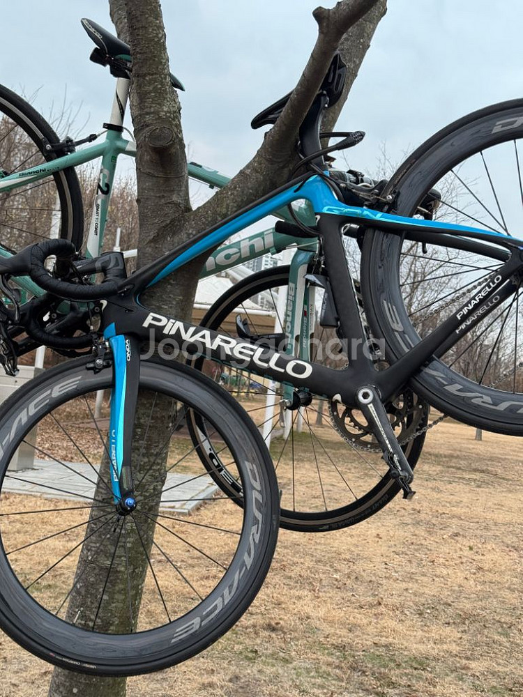 피나렐로 간s--2