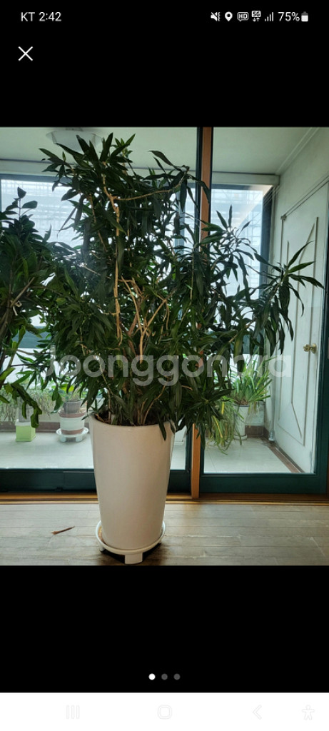 대형화분 2개(2월말까지)--1