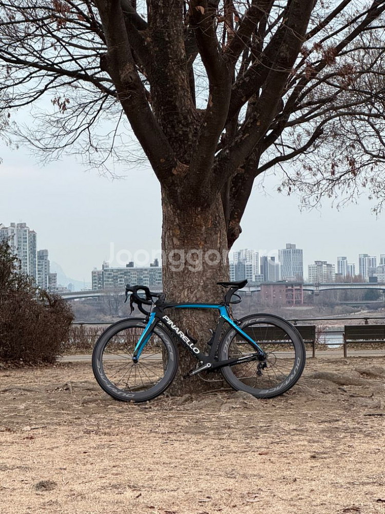 피나렐로 간s--0