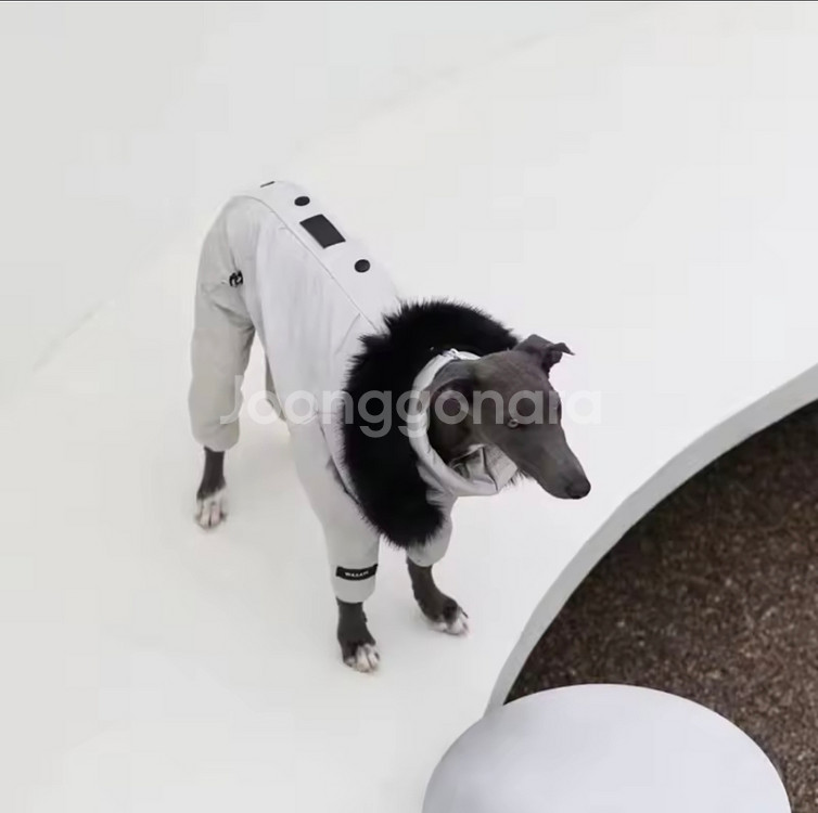 이탈리안그레이하운드 패딩 아이쥐 패딩 자켓 강아지옷--3