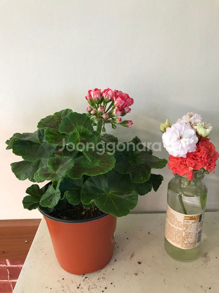 타러브스토리 러시아 제라늄--1
