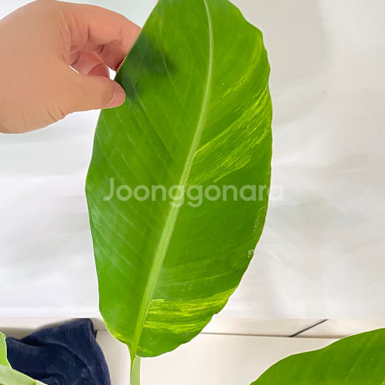 옐로우 무늬 바나나 희귀 식물--3