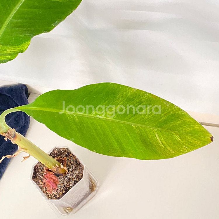 옐로우 무늬 바나나 희귀 식물--2