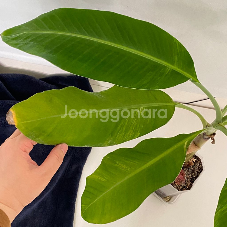 옐로우 무늬 바나나 희귀 식물--4