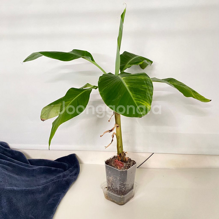 옐로우 무늬 바나나 희귀 식물--6