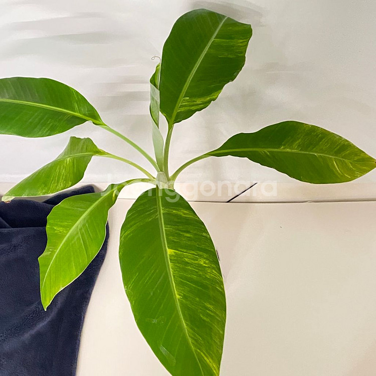 옐로우 무늬 바나나 희귀 식물--5