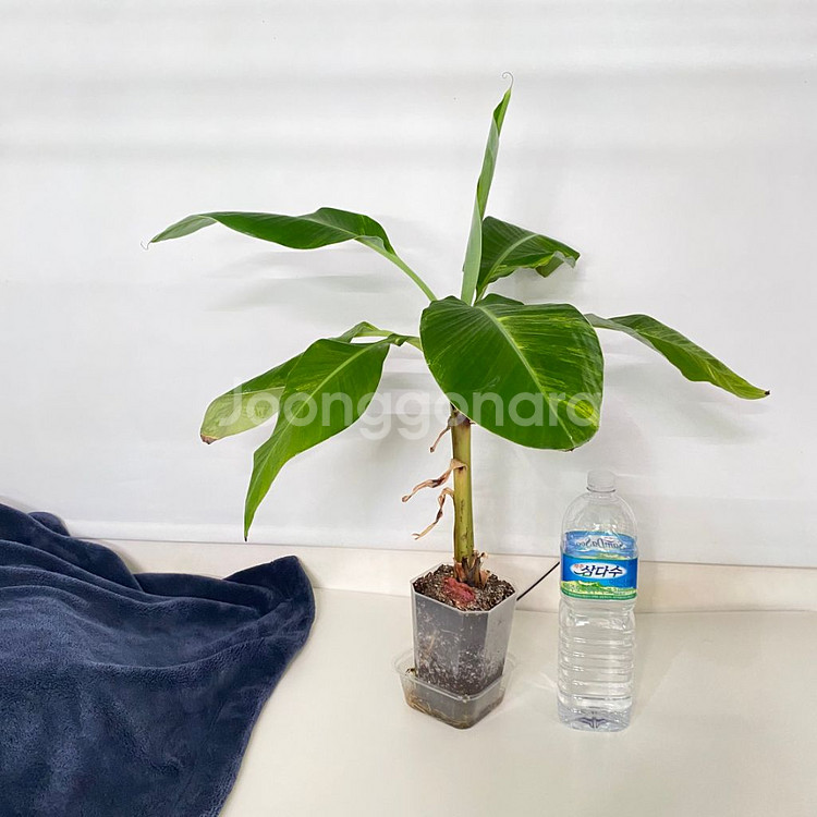 옐로우 무늬 바나나 희귀 식물--7