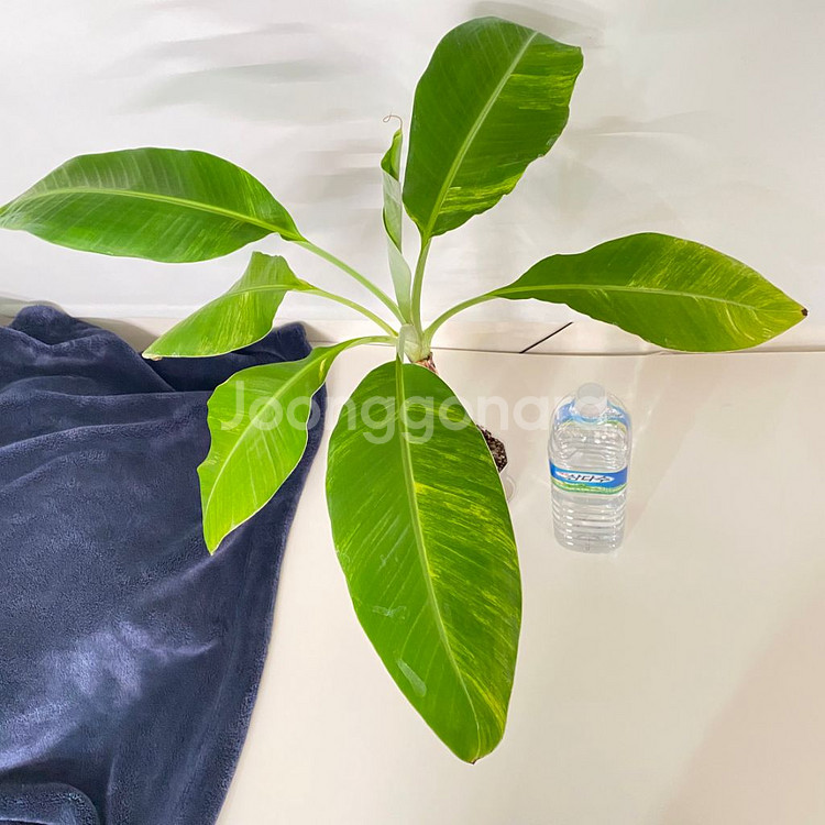 옐로우 무늬 바나나 희귀 식물--8