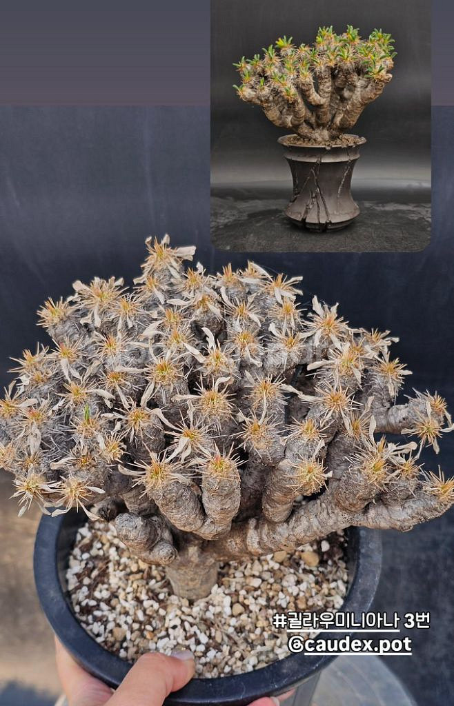 귈라우미니아나 대품(아프리카식물/코덱스)--2