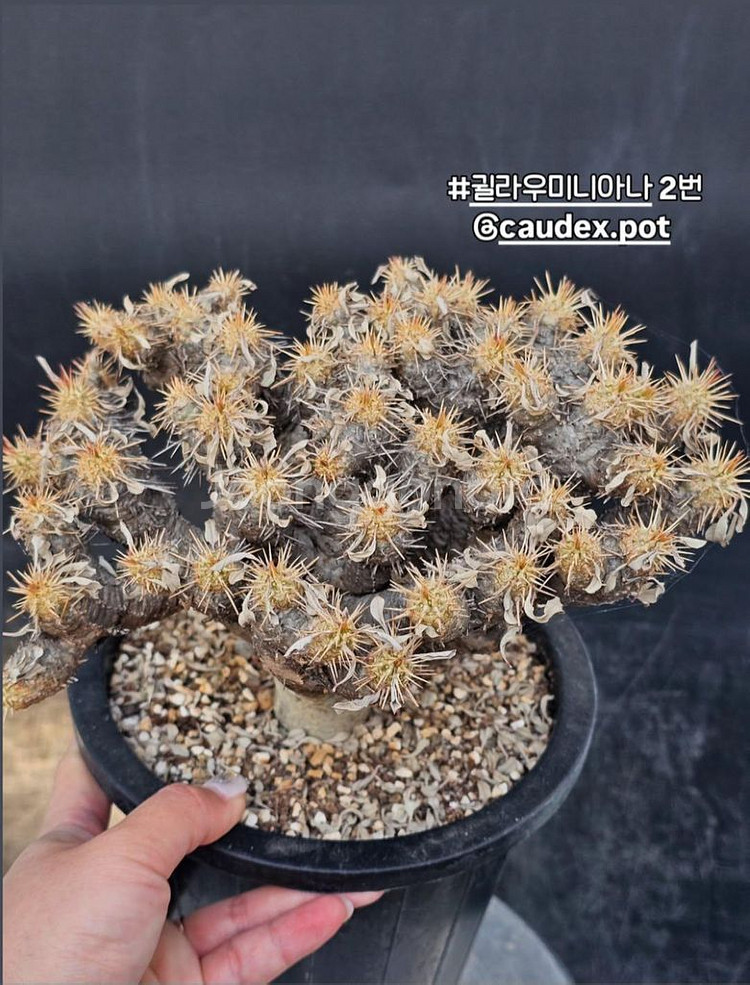 귈라우미니아나 대품(아프리카식물/코덱스)--1