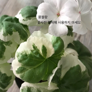 몽블랑 유럽제라늄