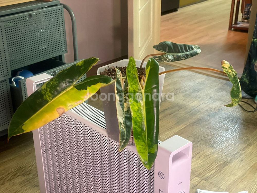 필로덴드론 빌리에티에 바리에가타--1