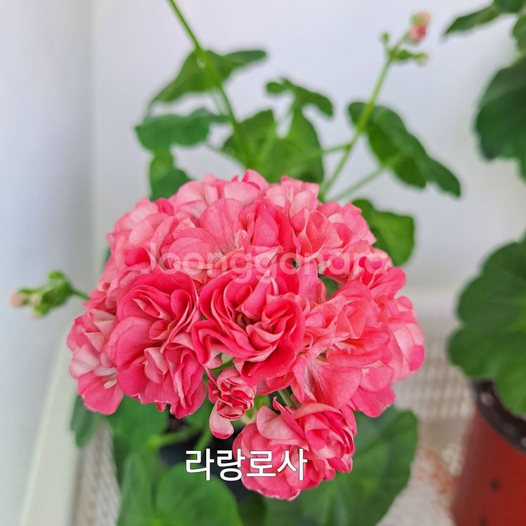 제라늄 라랑로사 대품--0