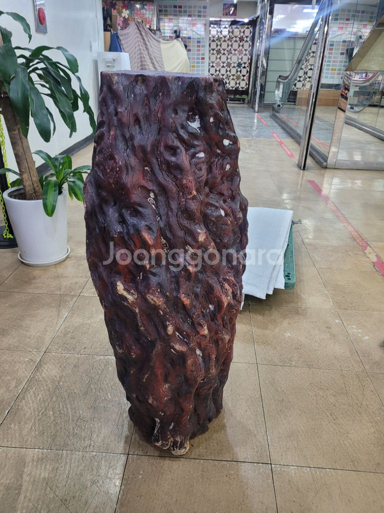 벼락 맞은 대추나무--1