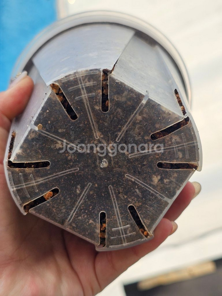 아데니아 글로보사 (아프리카식물/코덱스)--1