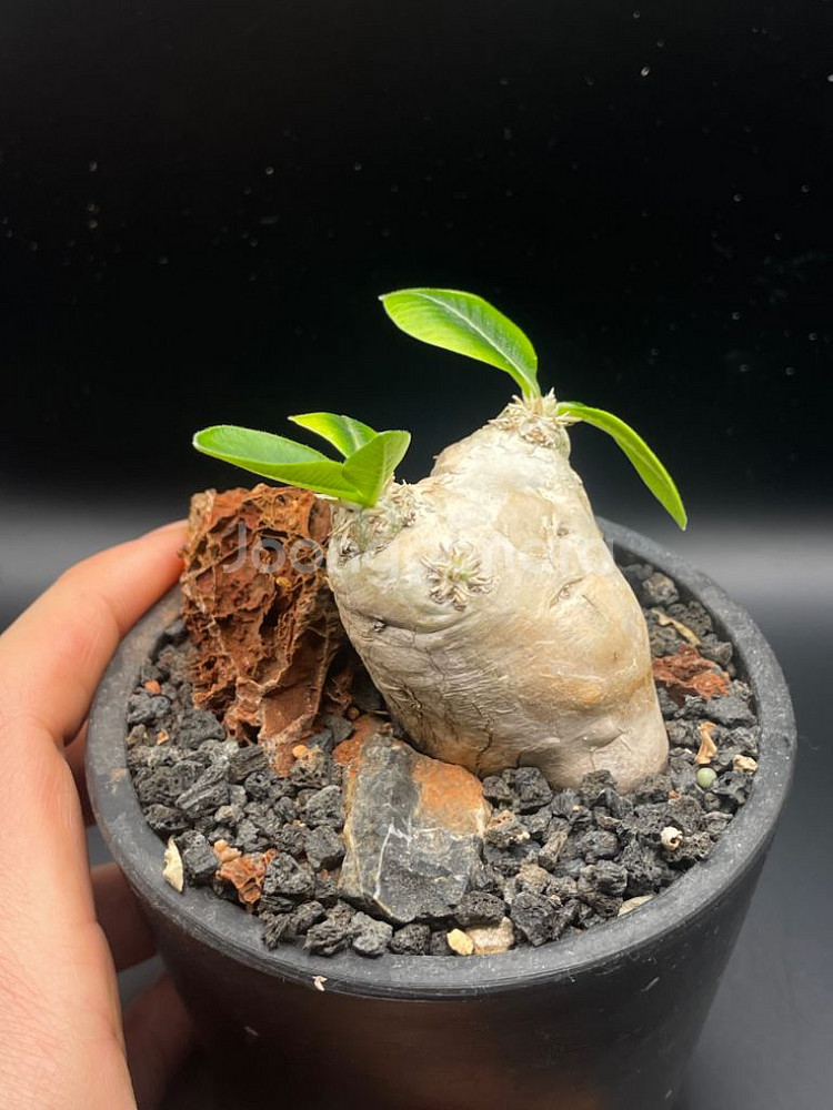 아프리카 식물 분양--3