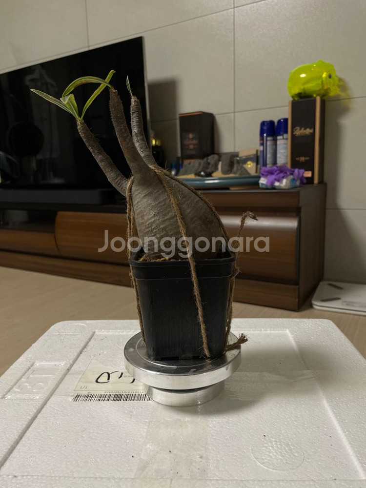 아프리카 식물 분양--1