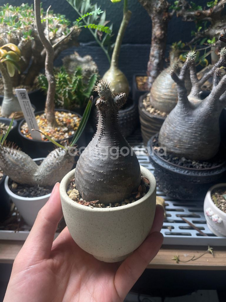 아프리카 식물 분양--2