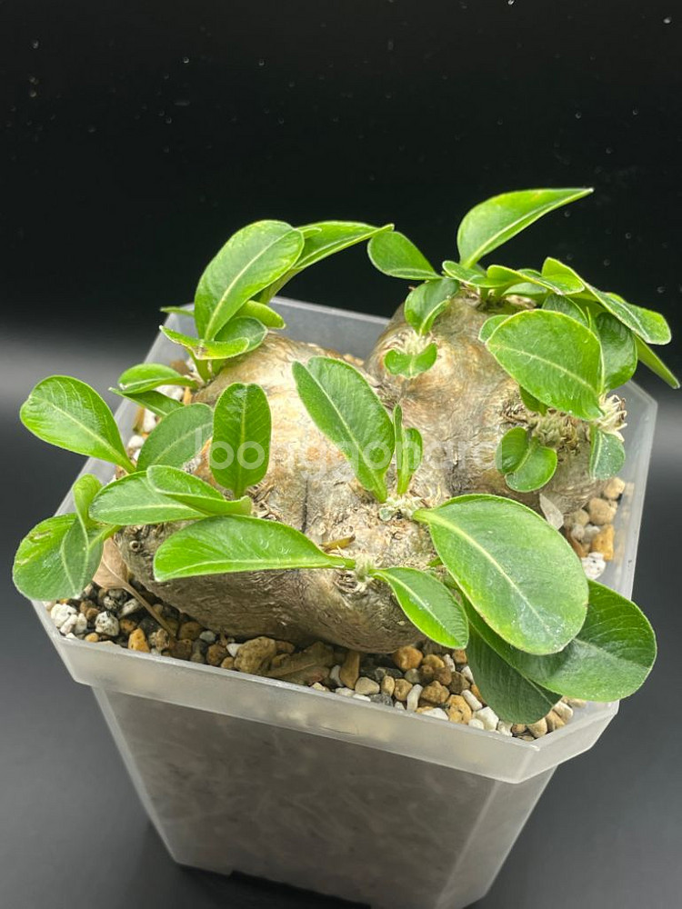 아프리카 식물 분양--4