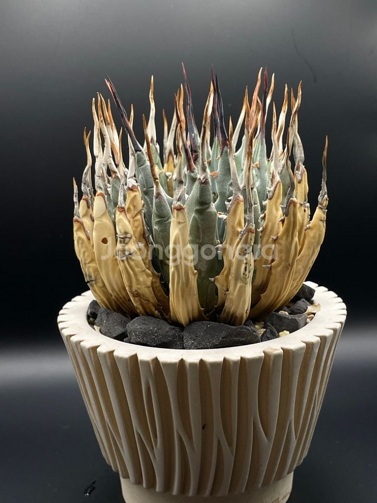 아프리카 식물 분양--5