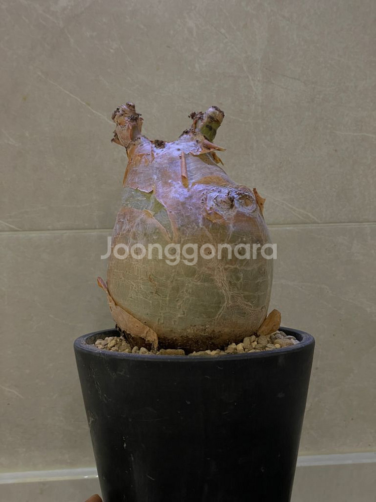 아프리카 식물 분양--7