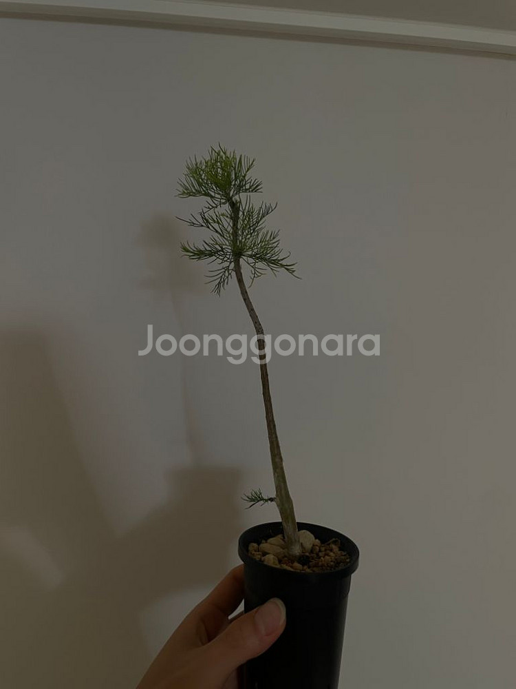 아프리카 식물 분양--6