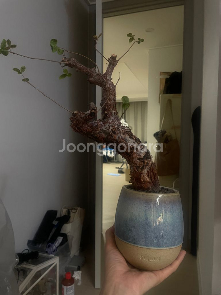 아프리카 식물 분양--8