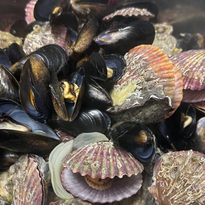 너겟 파티페이 구합니다 1명