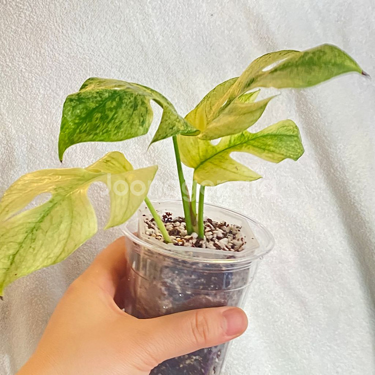 무늬천재 풀민트 화이트 민트 히메 몬스테라 무늬 희귀--1