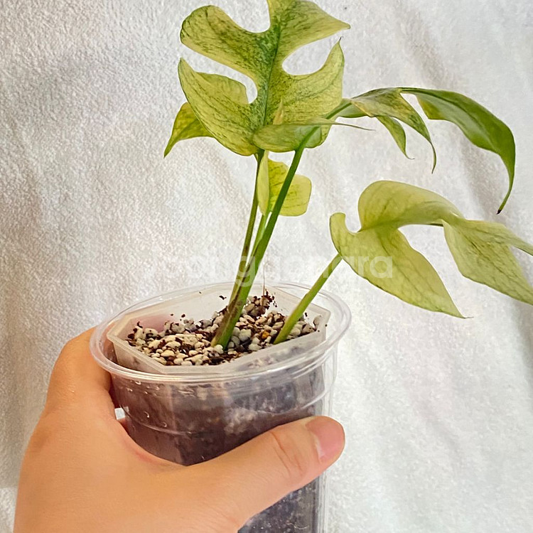 무늬천재 풀민트 화이트 민트 히메 몬스테라 무늬 희귀--3