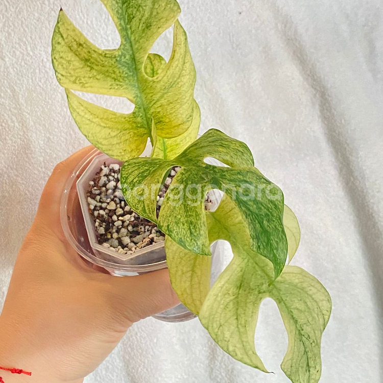 무늬천재 풀민트 화이트 민트 히메 몬스테라 무늬 희귀--4