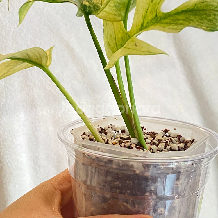 무늬천재 풀민트 화이트 민트 히메 몬스테라 무늬 희귀--2