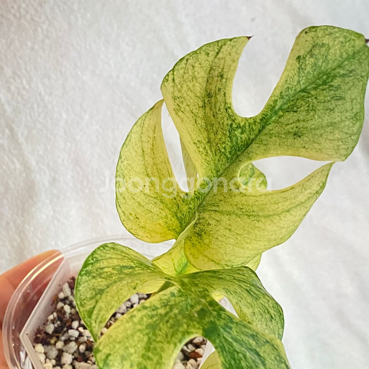 무늬천재 풀민트 화이트 민트 히메 몬스테라 무늬 희귀--5