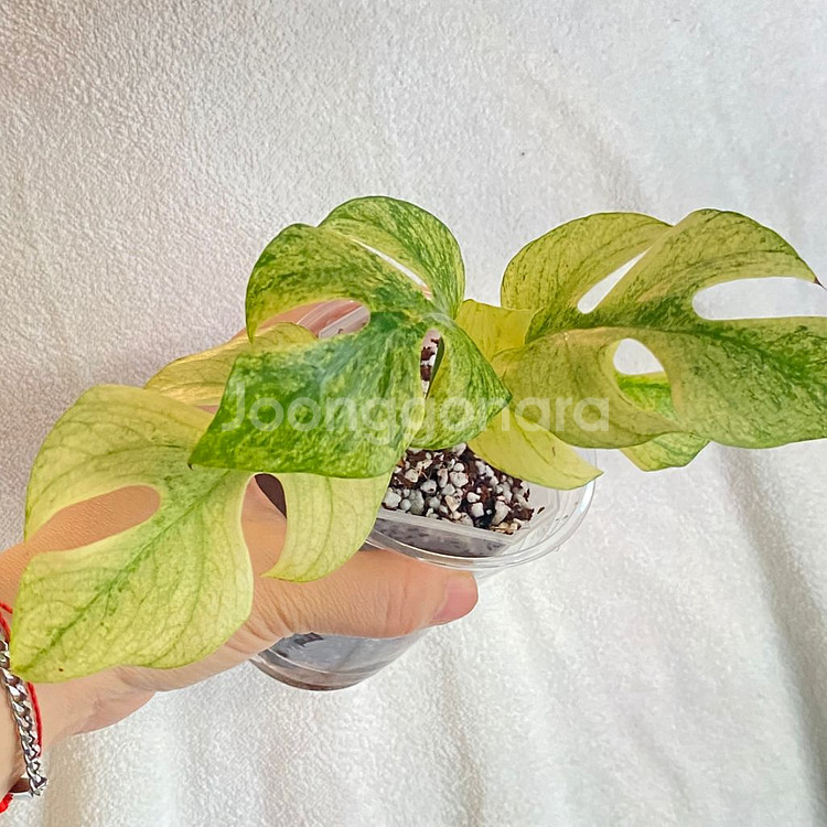 무늬천재 풀민트 화이트 민트 히메 몬스테라 무늬 희귀--6