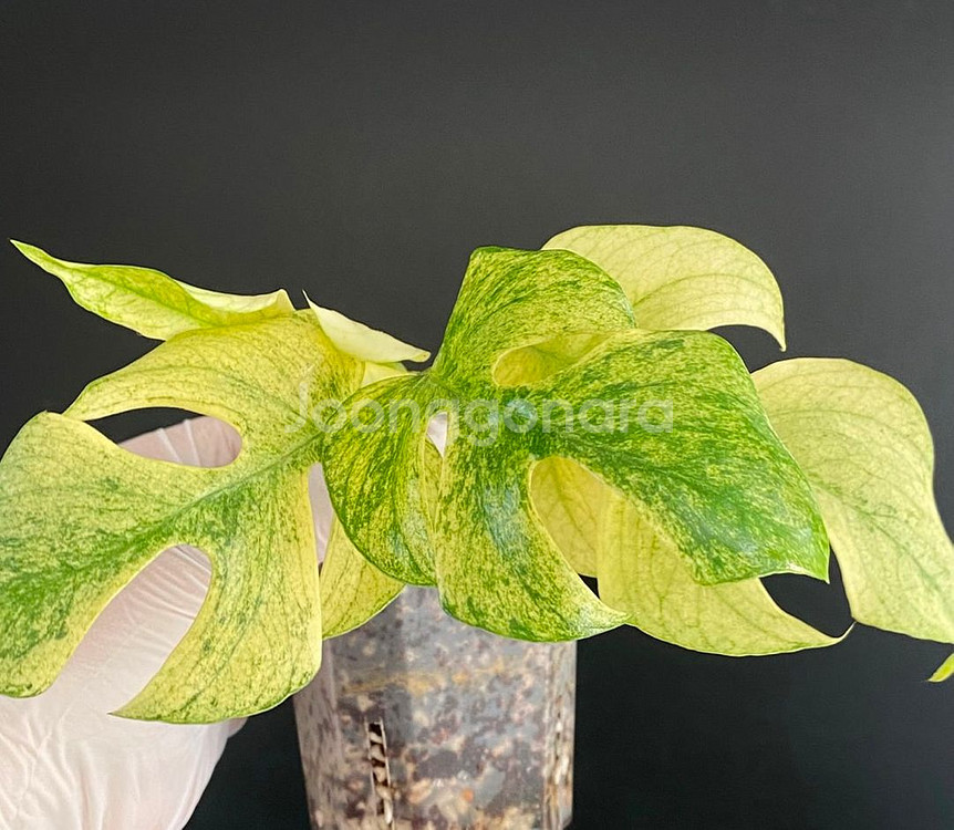 무늬천재 풀민트 화이트 민트 히메 몬스테라 무늬 희귀--7