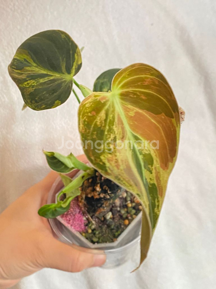 멜라노크리섬 바리에가타 필로덴드론 희귀 무늬 식물 나무--1