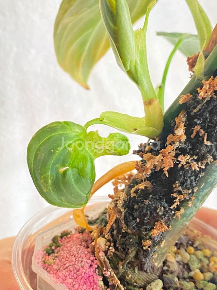 멜라노크리섬 바리에가타 필로덴드론 희귀 무늬 식물 나무--4