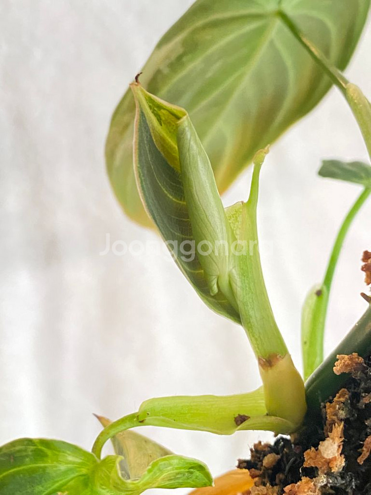 멜라노크리섬 바리에가타 필로덴드론 희귀 무늬 식물 나무--3