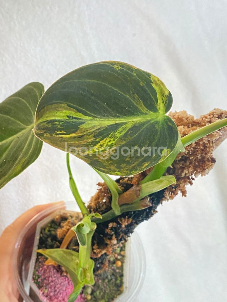 멜라노크리섬 바리에가타 필로덴드론 희귀 무늬 식물 나무--2