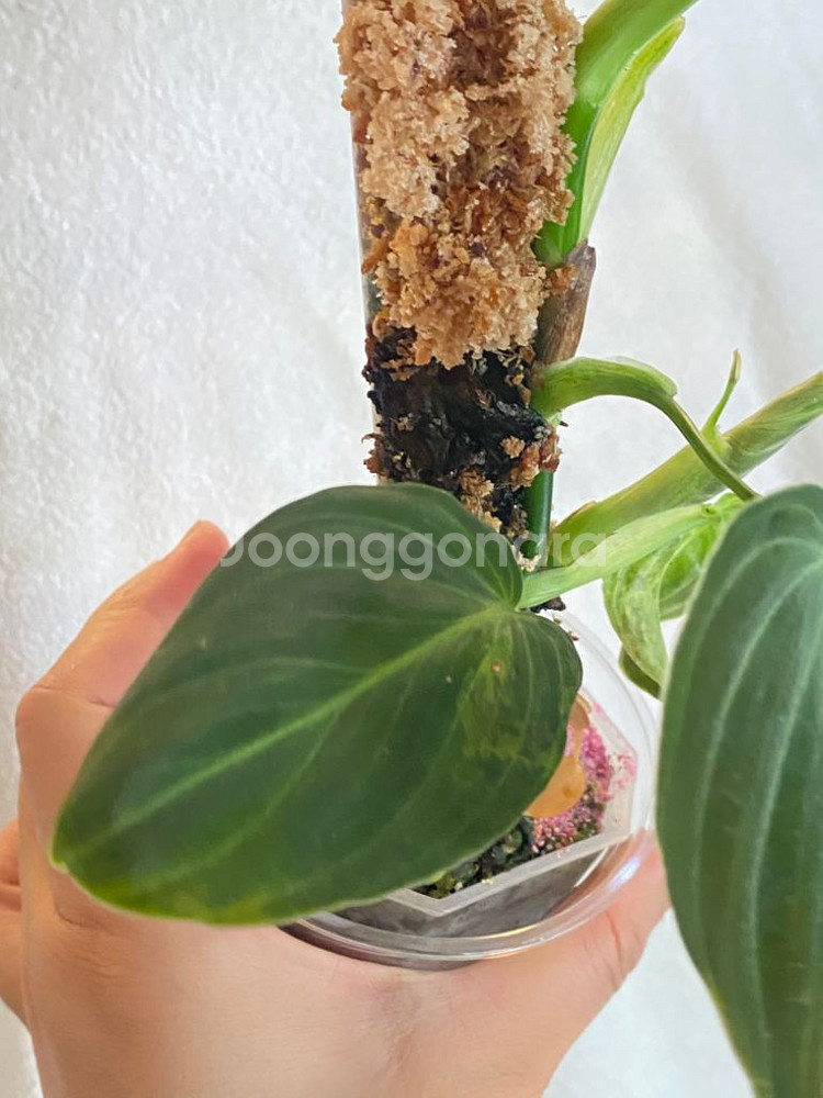 멜라노크리섬 바리에가타 필로덴드론 희귀 무늬 식물 나무--5