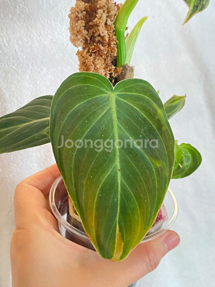 멜라노크리섬 바리에가타 필로덴드론 희귀 무늬 식물 나무--6