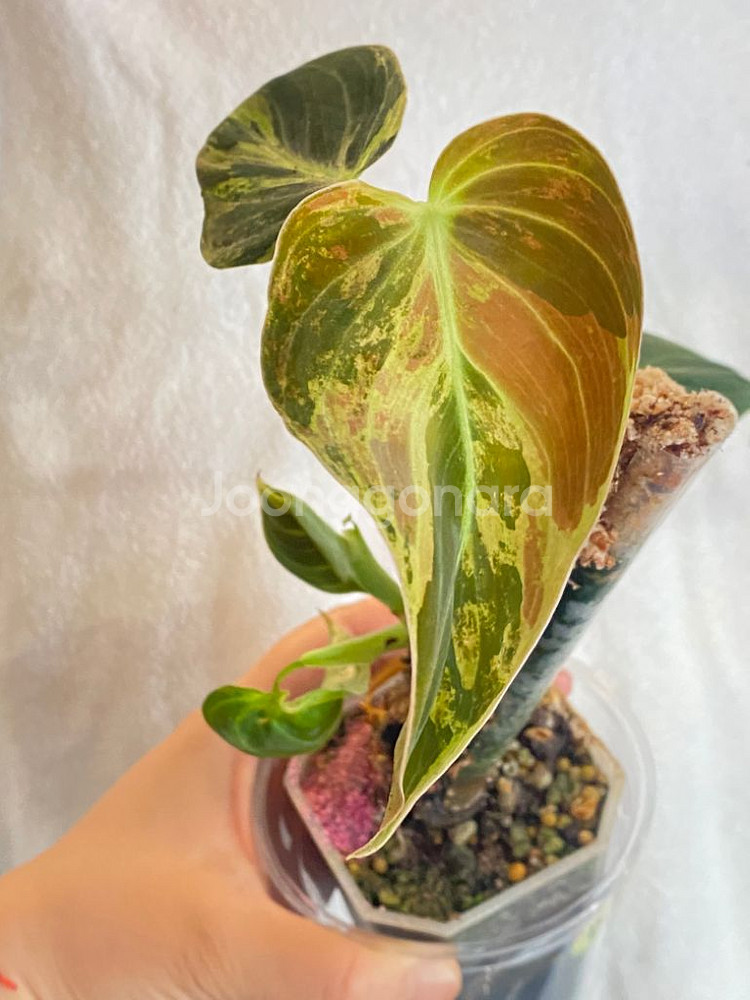 멜라노크리섬 바리에가타 필로덴드론 희귀 무늬 식물 나무--7