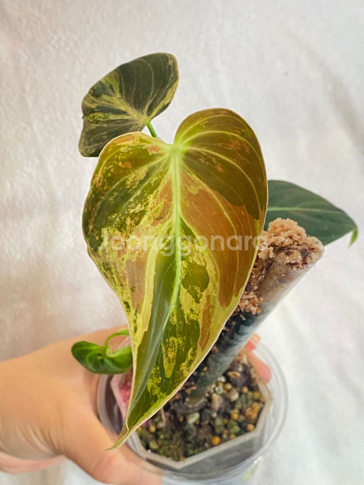 멜라노크리섬 바리에가타 필로덴드론 희귀 무늬 식물 나무--8