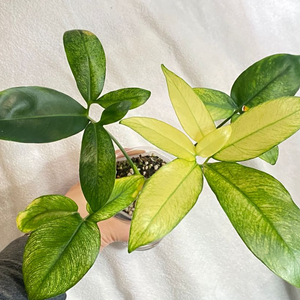 필로덴드론 고엘디 민트 바리에가타 희귀식물 나무 공기