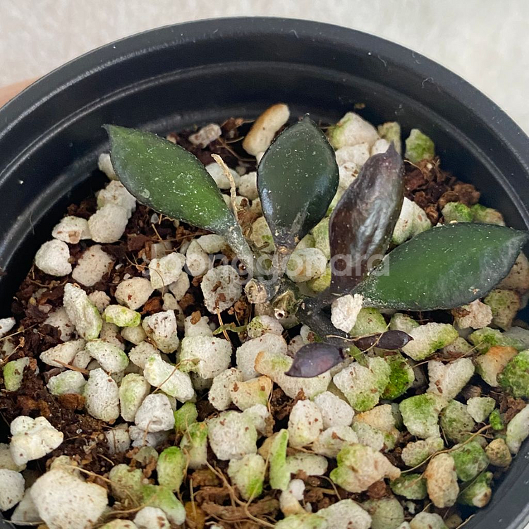 호야 라쿠노사 블랙 스몰리프 희귀 무늬 식물--1