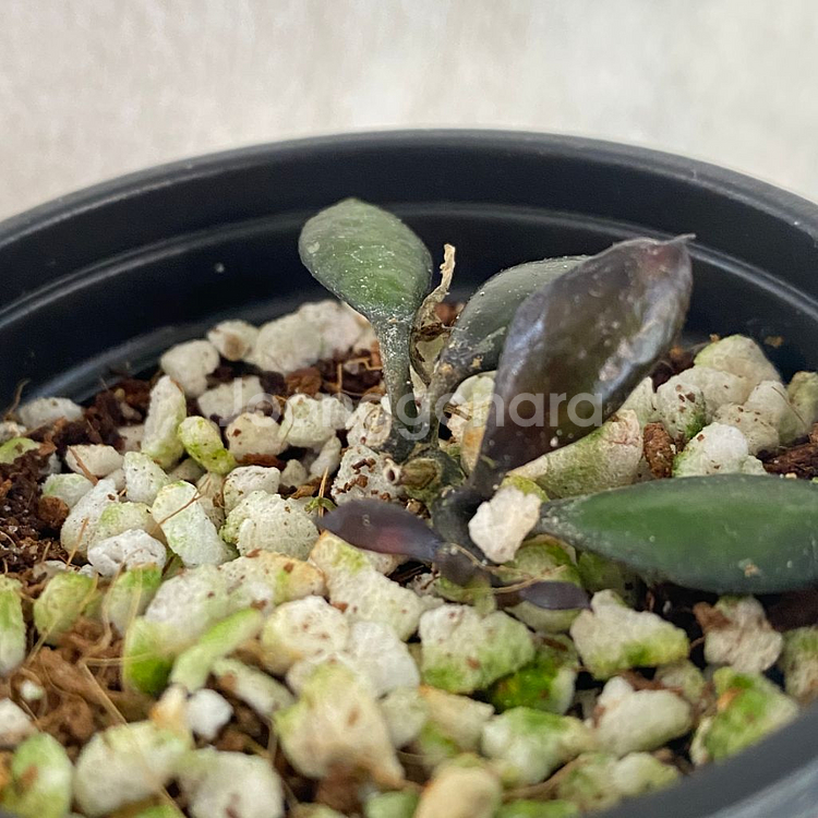 호야 라쿠노사 블랙 스몰리프 희귀 무늬 식물--3