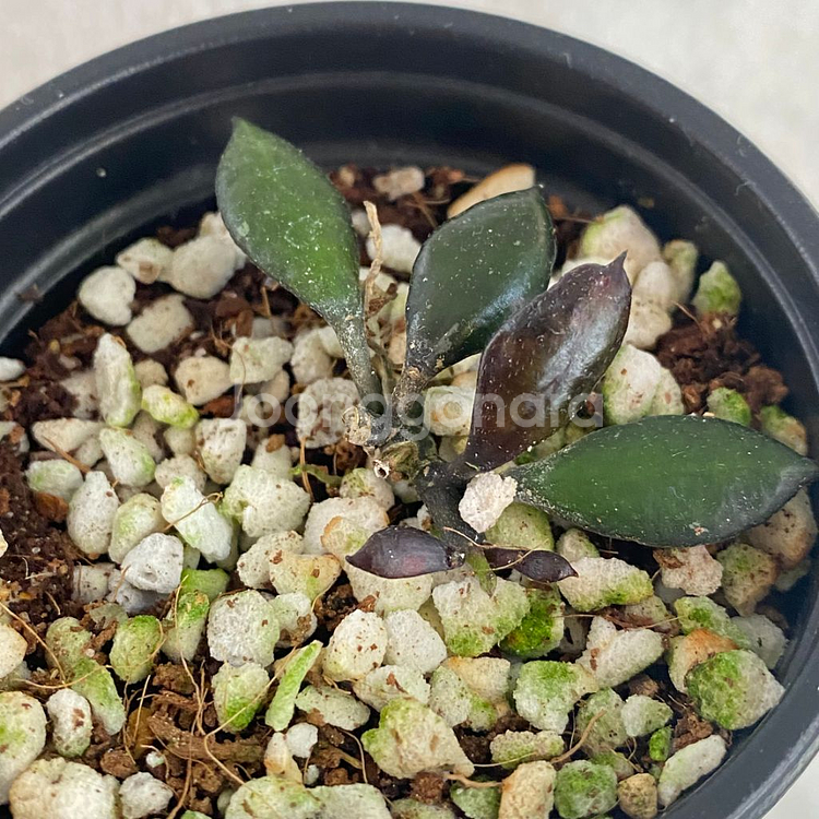 호야 라쿠노사 블랙 스몰리프 희귀 무늬 식물--4