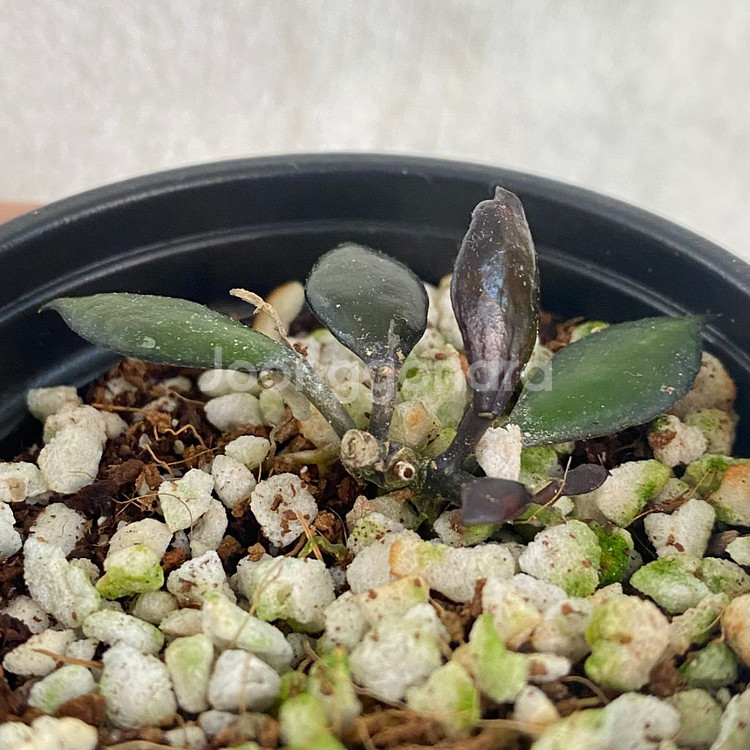 호야 라쿠노사 블랙 스몰리프 희귀 무늬 식물--2